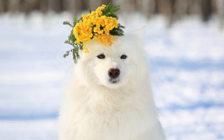 White dog flower crown snow 2 - the ground behind free wallpaper
