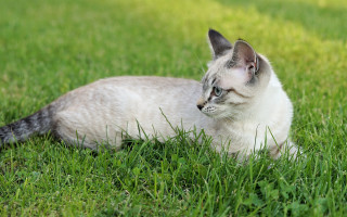 Cat laying in grass blurry - grass free wallpaper for desktop