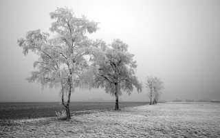 Black white field trees fog 3 - a foggy sky in the background free wallpaper