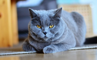 Gray cat serious eyes 3d - a gray cat free wallpaper