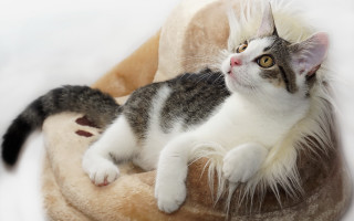 Regal rococo cat stuffed animal - stuffed free wallpaper