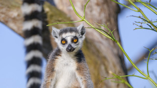 Lemur blue sky tree focus - free forest wallpaper