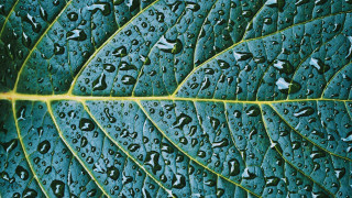 Green leaf water droplets photorealistic - photorealistic imagery free wallpaper