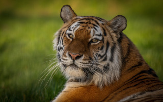Tiger laying in grass outdoor - a tiger free wallpaper