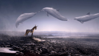 Horse dolphin rocky beach mountain - surrealism free wallpaper for desktop