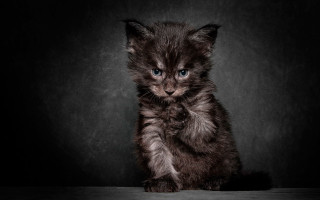 Small kitten black background blue - a small kitten free wallpaper