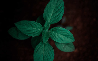 Green plant leaves water drop - a green plant free wallpaper