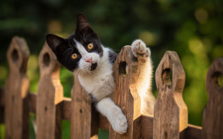 Black white cat climbing fence - a ball free wallpaper