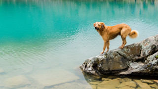 Dog rock lake water formation - heroic pose free wallpaper