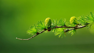 Pine branch budding green leaves - focus free wallpaper