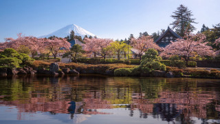 Mountain lake trees pink flowers - japan aya goda free wallpaper
