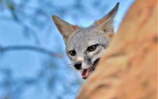 Gray fox open mouth blurry - tongue free wallpaper for desktop