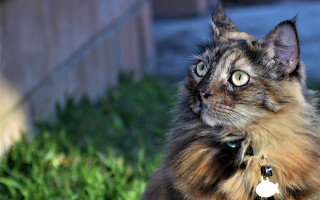 Cat collar tag looking up - expressionism free wallpaper