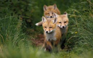 Foxes grassy wild nature blurry - free dogs wallpaper