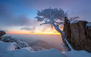 Sunset tree snowy mountain cloudy - choi buk free wallpaper
