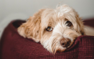 Dog couch pillow portrait christmas - a dog free wallpaper for desktop