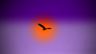 Bird flying sky purple orange - an airbrush painting free wallpaper for desktop