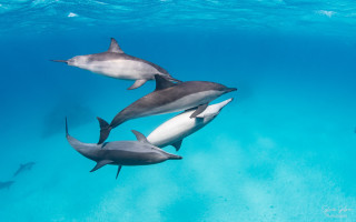 Dolphins ocean group bubbles horizon - looking free wallpaper