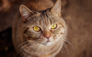 Cat yellow eyes up close - a brown wall free wallpaper