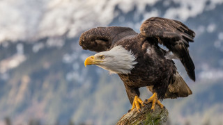 Bald eagles perched mountains wildlife - bald free wallpaper