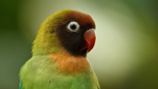 Colorful bird red head yellow 2 - a red head free wallpaper for desktop