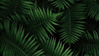 Green leaf bamboo forest minimalist - a green plant free wallpaper