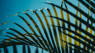 Palm tree long leaves blue - thin free wallpaper for desktop