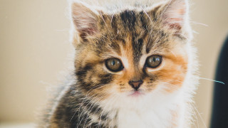 Small kitten white brown collar - collar free wallpaper