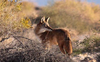 Small animal forest autumn sunset - the background and bushes free wallpaper for desktop