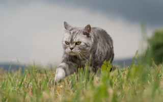Cat walking grassy field cloudy - a cloudy sky in the background free wallpaper