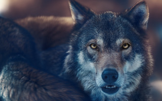 Wolf animal photography realistic 3d - a wolf free wallpaper