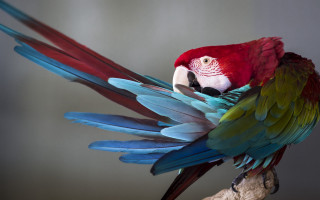 Colorful parrot spread wings wooden - a colorful parrot free wallpaper