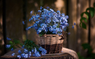 Blue flower basket stump outdoor - blue flower free wallpaper