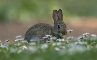Rabbit flower field daisy bokeh - a rabbit free wallpaper