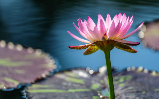Pink flower lily pad water - lily pad free wallpaper