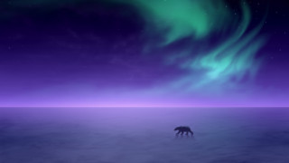 Bear purple sky aurora milky - a bear free wallpaper