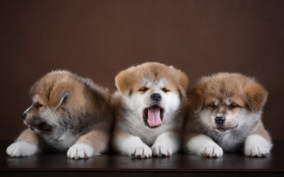 Three small dogs yawning photorealistic - their mouth wide open free wallpaper