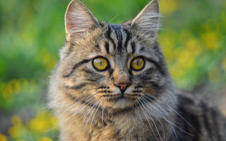 Black cat yellow eyes green 2 - green grass free wallpaper