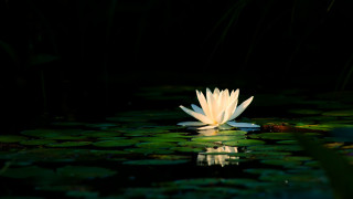 White flower pond lilies fox - water lily free wallpaper