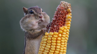 Squirrel eating corn cob paws - a squirrel free wallpaper