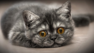 Gray cat yellow eyes sad 3 - a floor free wallpaper
