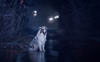 Dog wetroad night openmouth lights - a wet road free wallpaper