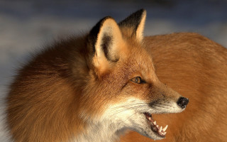 Fox open mouth missing teeth - tooth free wallpaper