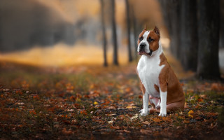 Dog leaves forest fog autumn - the air above free wallpaper for desktop