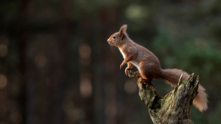 Squirrel tree branch woods tiltshift - free bird wallpaper