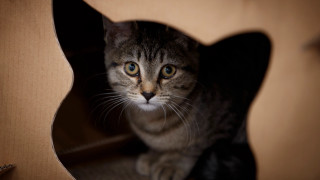 Curious black cat in cardboard - a cardboard box free wallpaper