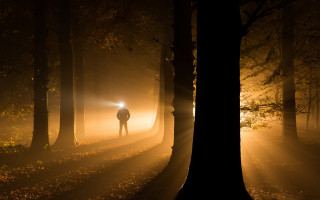 Forest night light fog star - atmospheric free wallpaper