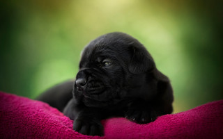 Black puppy pink blanket serious - a pink blanket free wallpaper