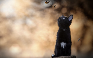 Black cat wooden stump butterfly - a butterfly free wallpaper for desktop