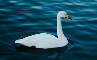 White swan water shore waves - a shore line free wallpaper